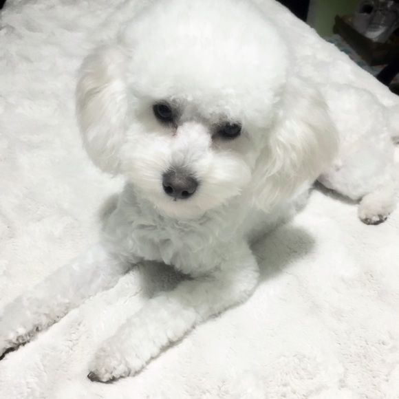 Meet your Posher, Jeaneth - Picture 3 of 4